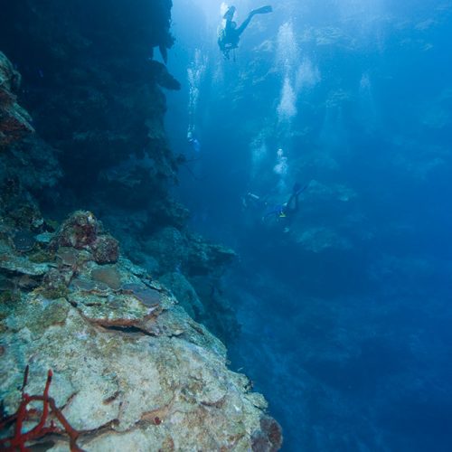 Freediving (Book) - image advanced-open-water-diver-500x500 on https://oceanoscuba.com.co