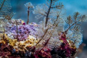 De buceo con Oceano Scuba - image Colombia-Tayrona-Taganga-diving-0-300x200 on https://oceanoscuba.com.co