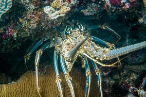 Diving in Tayrona National Park - image Colombia-Tayrona-Taganga-diving-4-300x200 on https://oceanoscuba.com.co