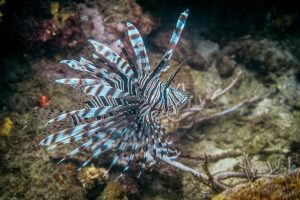 Diving in Tayrona National Park - image Colombia-Tayrona-Taganga-diving-6-300x200 on https://oceanoscuba.com.co