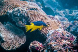 Diving in Tayrona National Park - image Colombia-Tayrona-Taganga-diving-8-1-300x200 on https://oceanoscuba.com.co