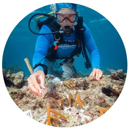 Curso Instructor IDC PADI 2023 - image coral-restoration on https://oceanoscuba.com.co